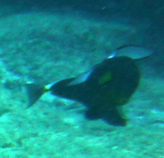 Melichthys vidua