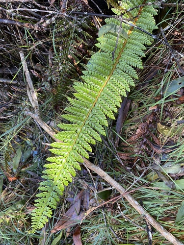 Polystichum hillebrandii observed 2022-12-20