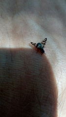 Otites centralis