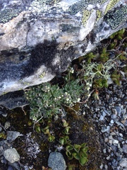 Draba nivalis