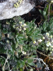 Draba nivalis