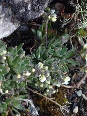 Draba nivalis