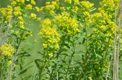 Euphorbia semivillosa