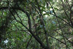 Turdus assimilis