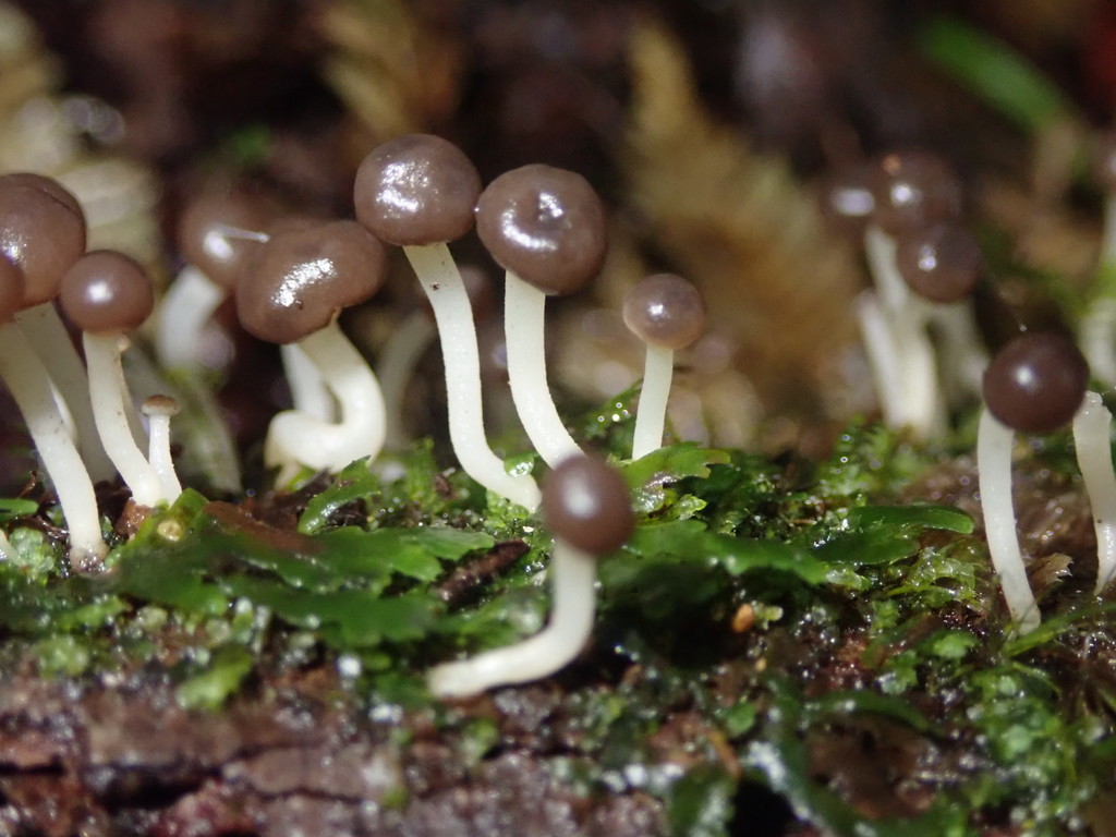 Chlorovibrissea albofusca