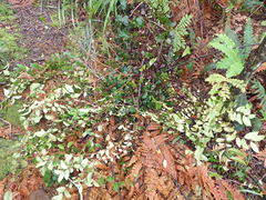 Metrosideros albiflora