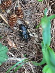 Liparus glabrirostris