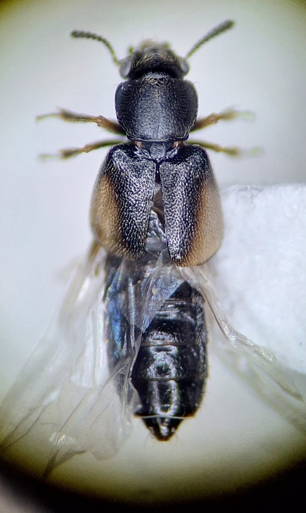 Bledius tarandus