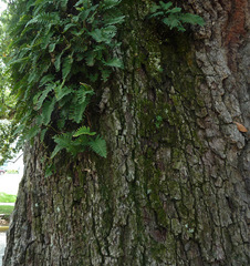 Pleopeltis michauxiana