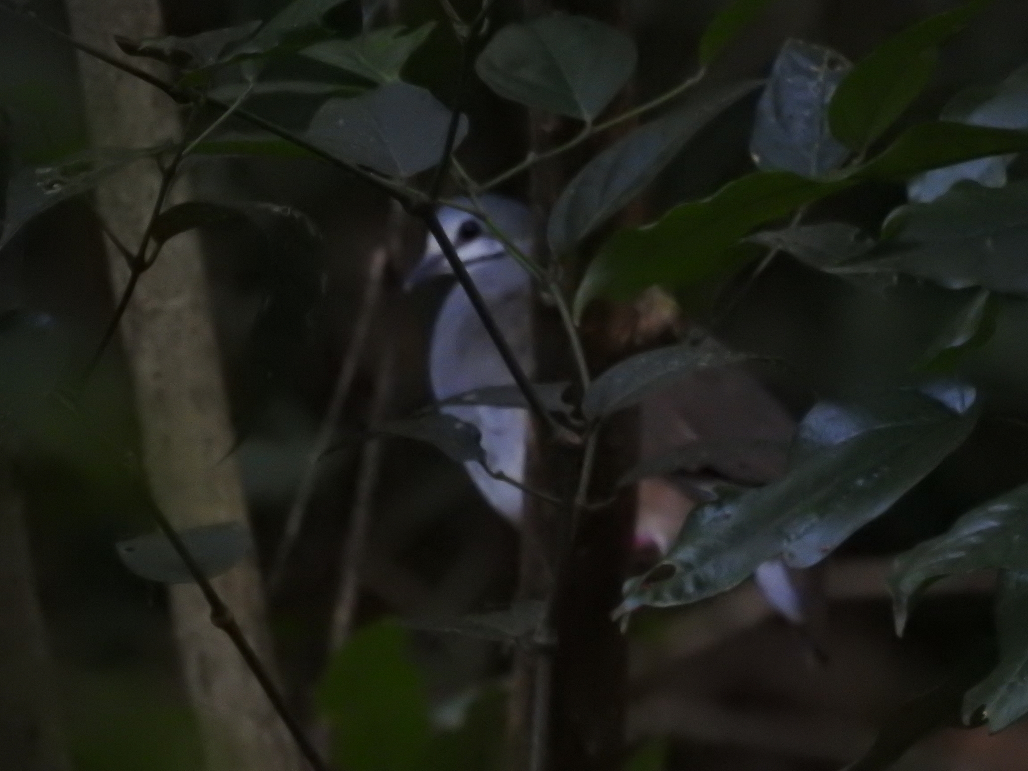 Tuxtla Quail-Dove (Zentrygon carrikeri), photo 1