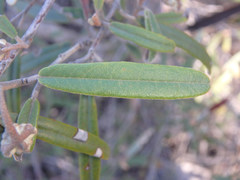 Lasiopetalum