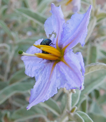 Leptinotarsa haldemani