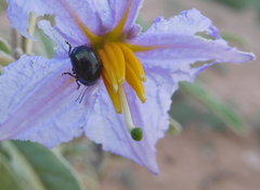 Leptinotarsa haldemani