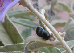 Leptinotarsa haldemani