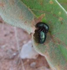 Leptinotarsa haldemani