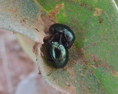 Leptinotarsa haldemani