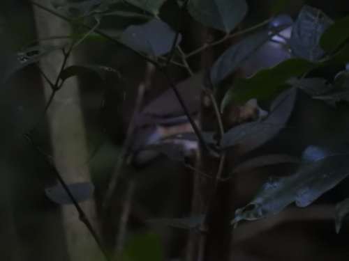Tuxtla Quail-Dove (Zentrygon carrikeri), photo 5