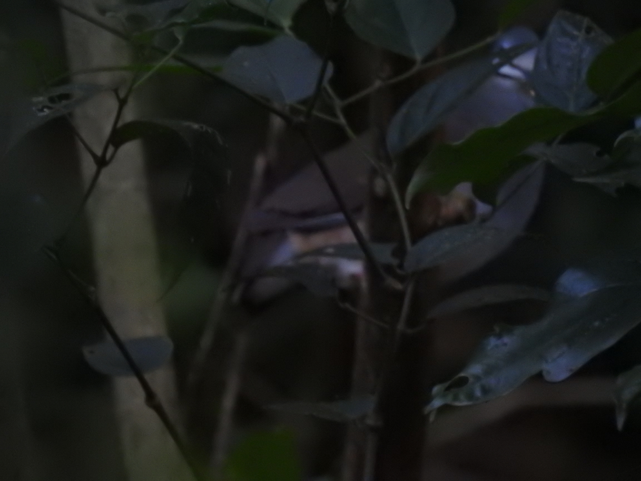 Tuxtla Quail-Dove (Zentrygon carrikeri), photo 5