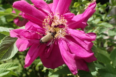 Trigonarthris proxima