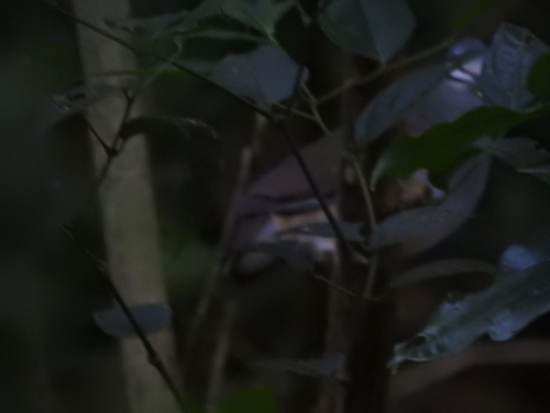 Tuxtla Quail-Dove (Zentrygon carrikeri), photo 6