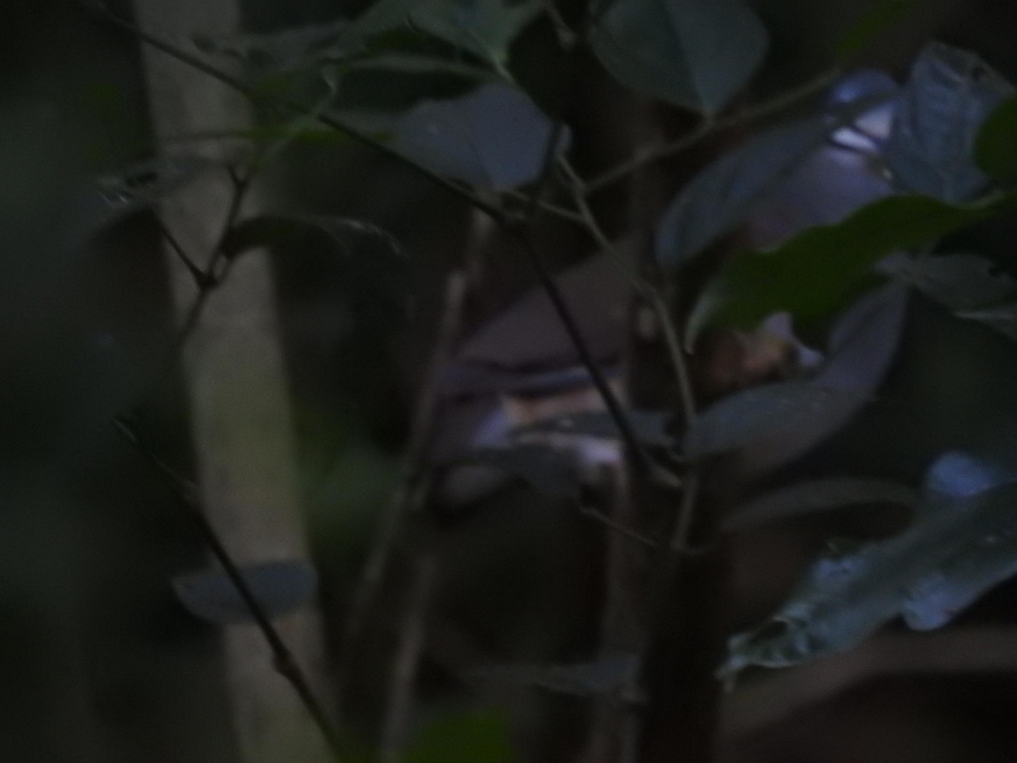 Tuxtla Quail-Dove (Zentrygon carrikeri), photo 6