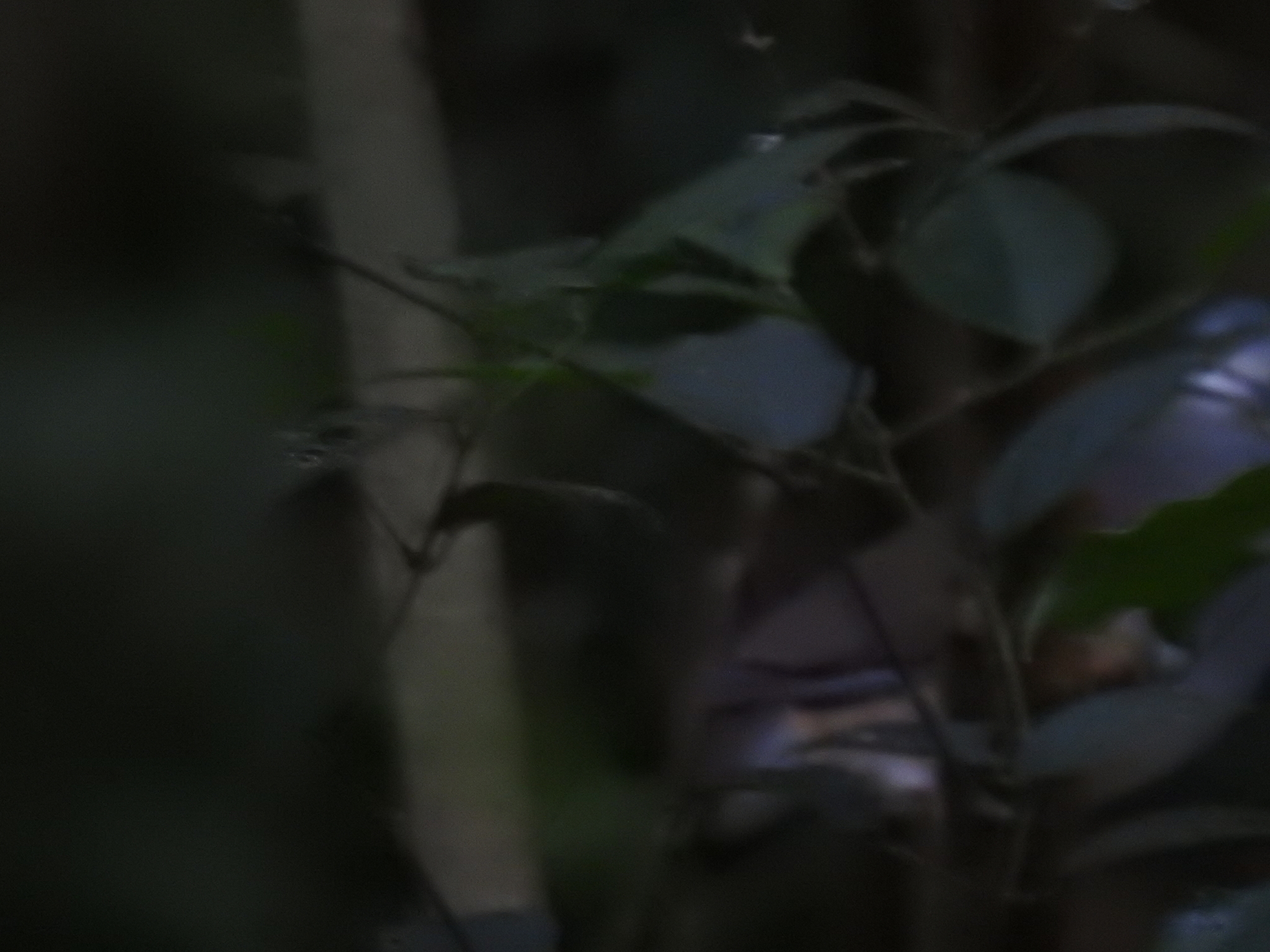 Tuxtla Quail-Dove (Zentrygon carrikeri), photo 7