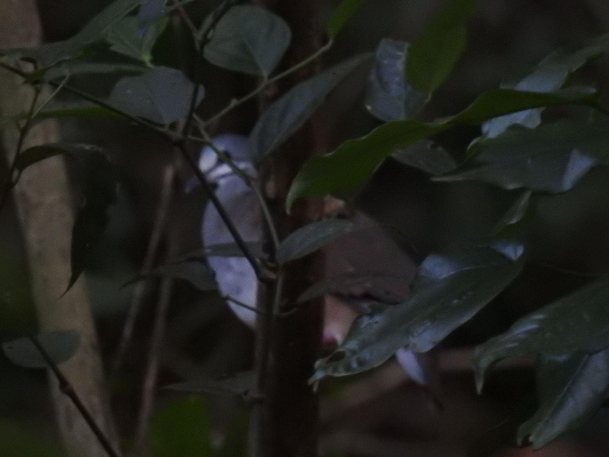 Tuxtla Quail-Dove (Zentrygon carrikeri), photo 8