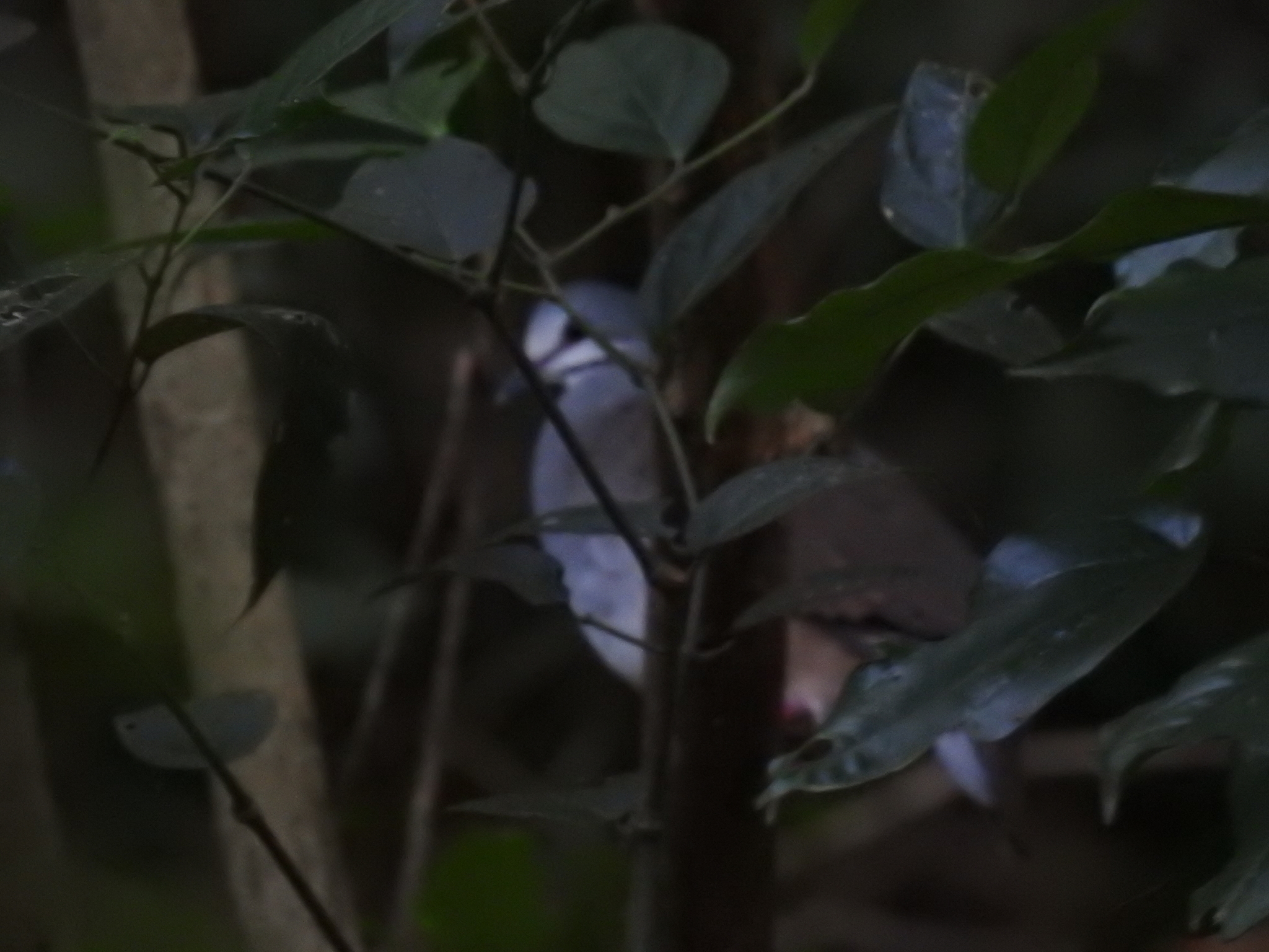 Tuxtla Quail-Dove (Zentrygon carrikeri), photo 9
