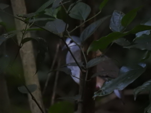 Tuxtla Quail-Dove (Zentrygon carrikeri), photo 10