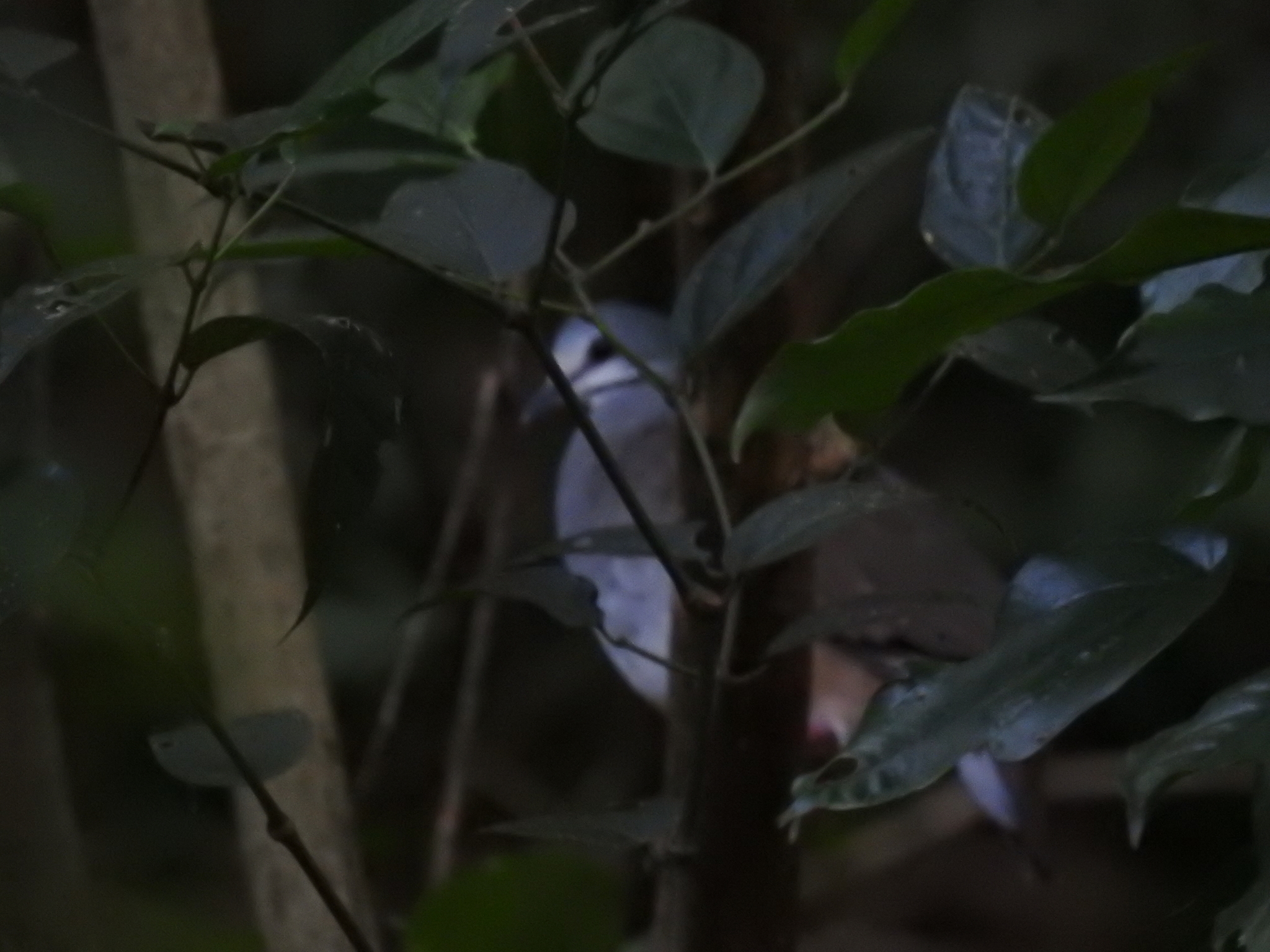 Tuxtla Quail-Dove (Zentrygon carrikeri), photo 10