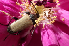 Trigonarthris proxima