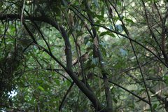 Turdus assimilis