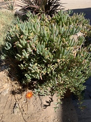 Malephora crocea