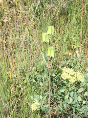 Fritillaria atropurpurea