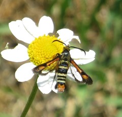 Pyropteron minianiforme