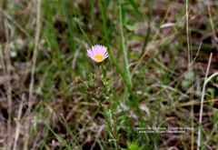 Xanthisma gymnocephalum