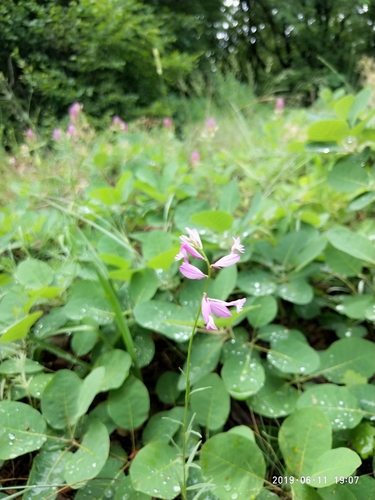 Image of Polygala anatolica by (c) Сергей Крыленко, some rights reserved (CC BY)