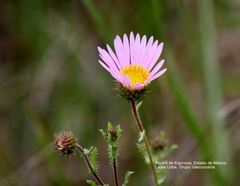 Xanthisma gymnocephalum