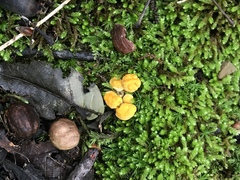 Cantharellus flavolateritius