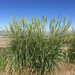 Great Basin Wildrye - Photo (c) pam_reschke, some rights reserved (CC BY-NC), uploaded by pam_reschke