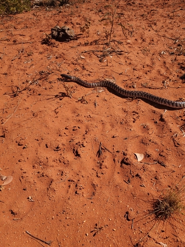 Black-headed Python sighting