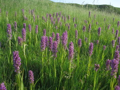 Dactylorhiza incarnata cruenta
