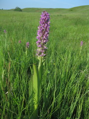 Dactylorhiza incarnata cruenta