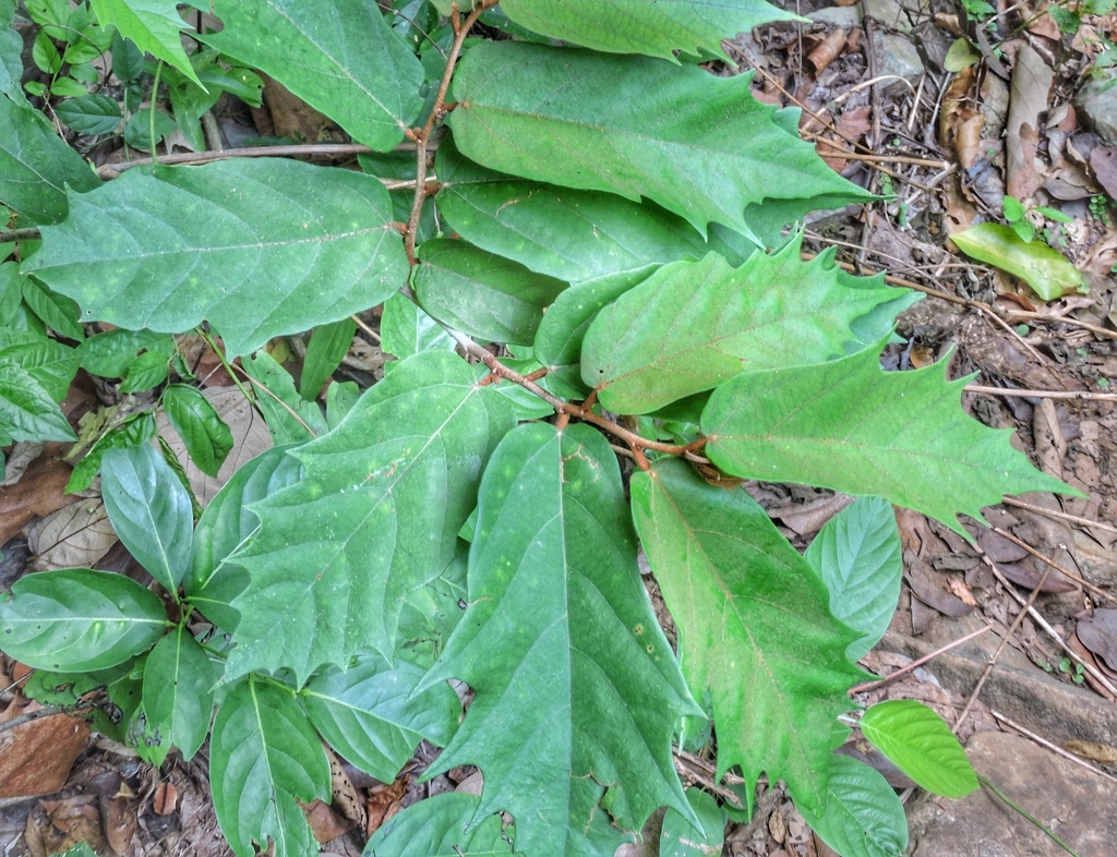 Pterospermum xylocarpum (Pterospermum xylocarpum)