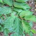 Pterospermum xylocarpum - Photo (c) Subhajit Roy, alguns direitos reservados (CC BY-NC-ND), uploaded by Subhajit Roy