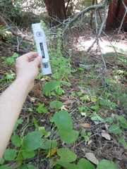 Stachys rigida quercetorum