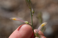 Chlorogalum grandiflorum