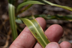 Chlorogalum grandiflorum