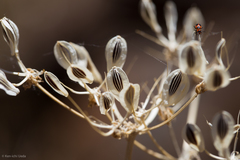 Lomatium congdonii