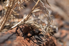 Lomatium congdonii